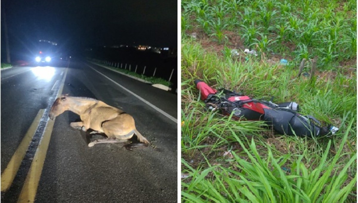Motociclista morre após colidir com égua na BR-259 em Governador Valadares