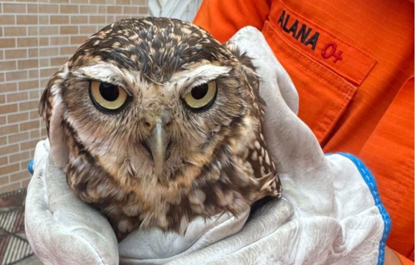 Coruja é resgatada após ficar presa em residência na cidade de Propriá