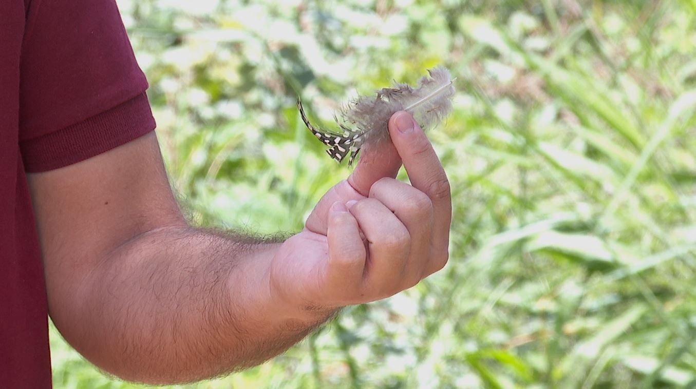 Dono de sítio no interior de SP desiste de criar galinhas após perder 40 em ataques de onças: 'Não dá'