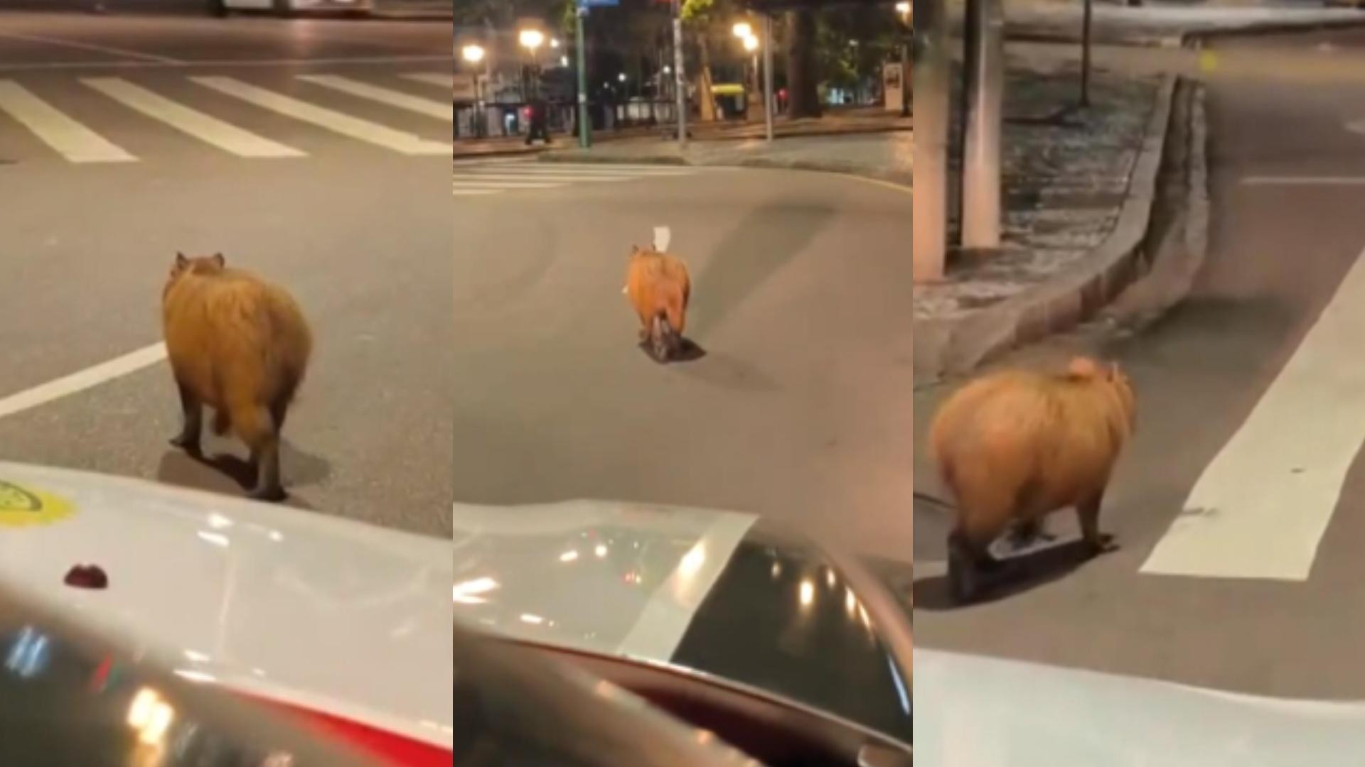 VÍDEO: capivara é 'escoltada' após ser vista no Centro de Curitiba