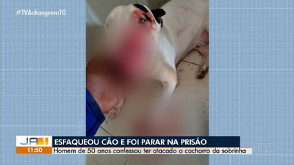 Homem é preso após esfaquear o cachorro da própria sobrinha, em Palmas