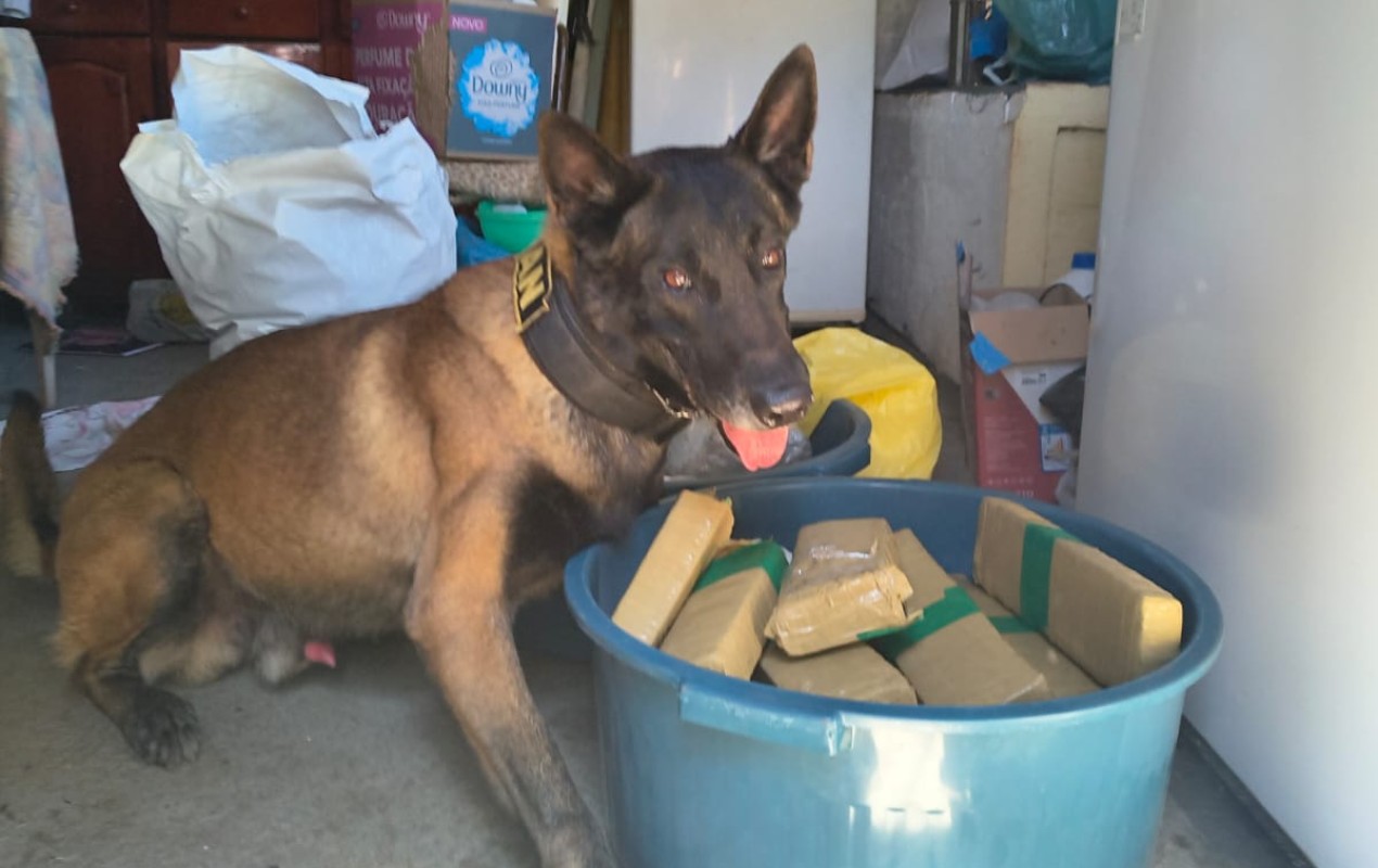Polícia apreende mais de 50 kg de drogas em sítio de idosos na zona rural de Itatiba; casal foi preso