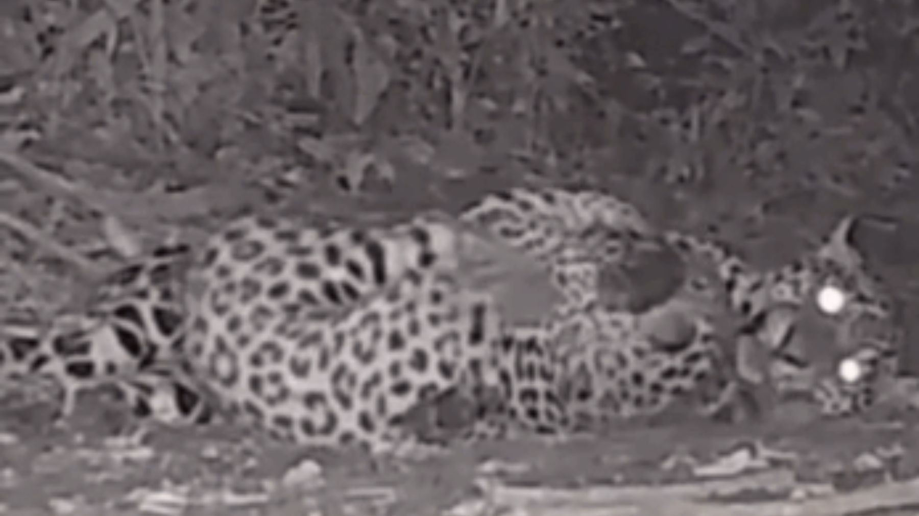 Câmera nas Cataratas do Iguaçu flagra onça-pintada filhote 'fazendo dengo' para chamar a atenção da mãe, que entra na brincadeira