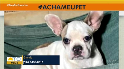 Tutor pede ajudar para encontrar cachorro desparecido na quadra 204 Sul, em Palmas
