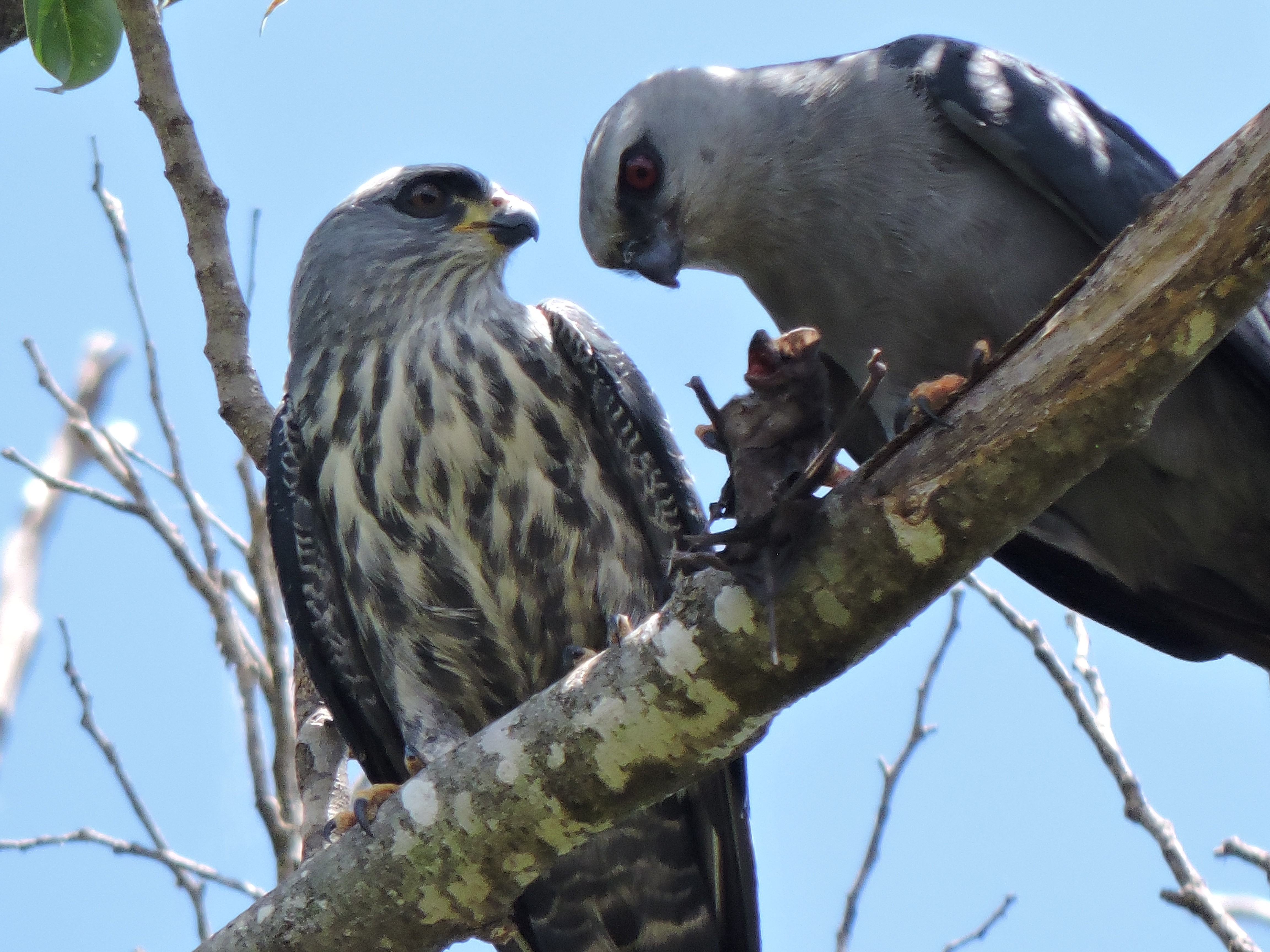 ‘Não conseguia acreditar’, diz estudante que filmou gavião com morcego vivo nas garras