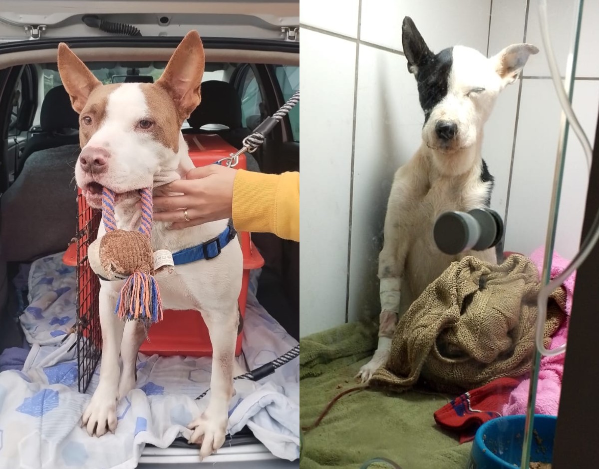 Pitbull Lúcifer vira doador de sangue em abrigo e ajuda a salvar vida de cachorra em SC