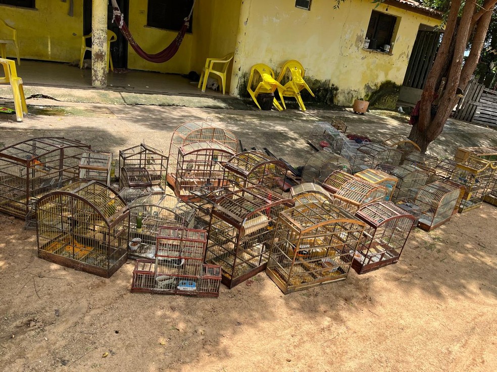 Polícia resgata 54 aves silvestres em operação realizada em fazenda na cidade de Santa Quitéria, no Ceará — Foto: Divulgação