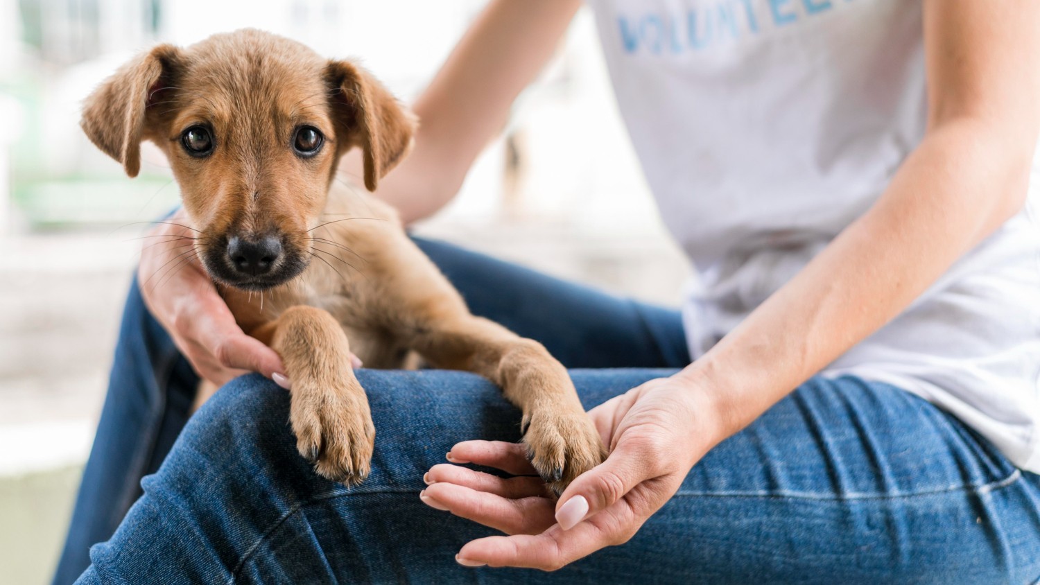 Feira de adoção de cães filhotes ocorre neste domingo em Bauru; veja como participar