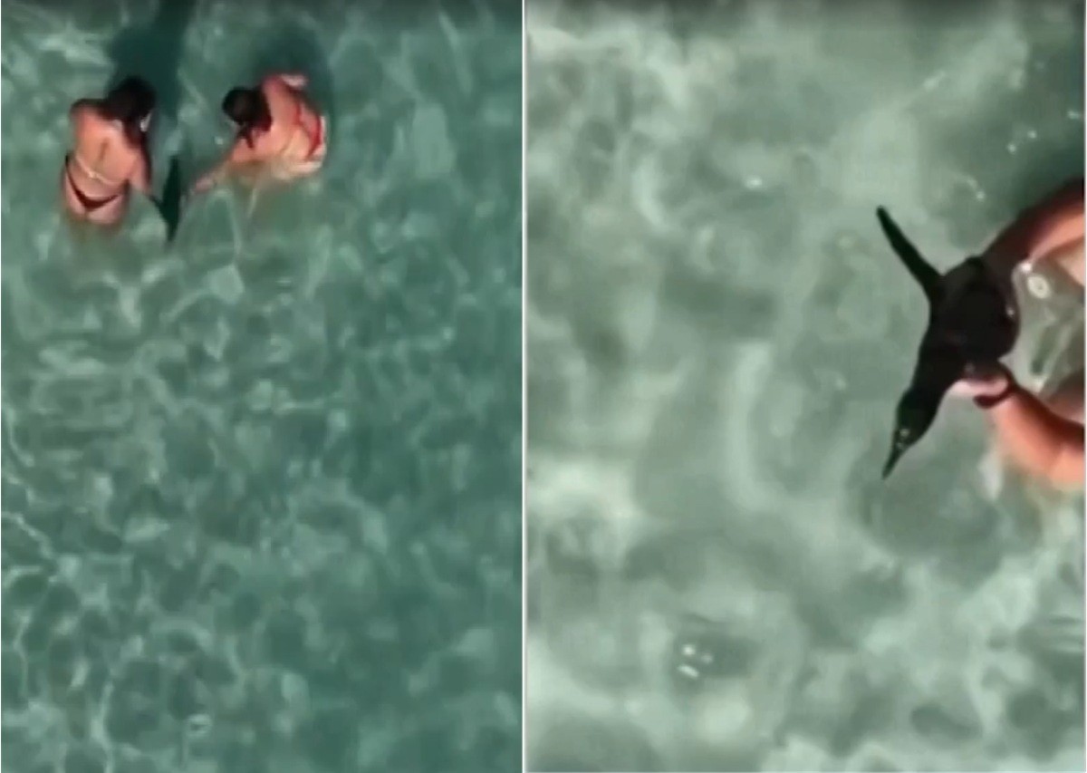 Vídeo flagra mulher ao segurar um pinguim dentro do mar em Arraial do Cabo