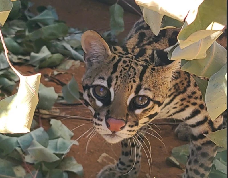 A disputa repleta de reviravoltas por uma jaguatirica na Amazônia