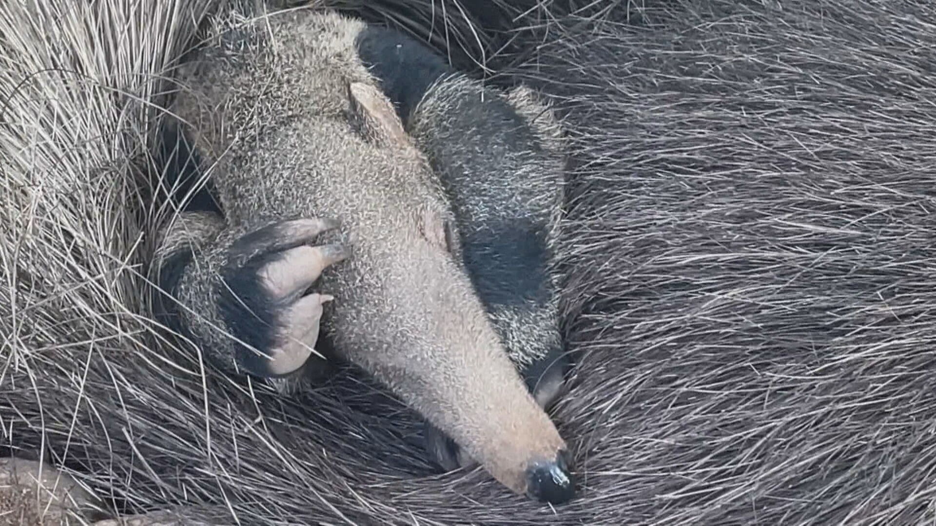 Filhote de tamanduá-bandeira, espécie ameaçada de extinção, nasce no Bioparque do Rio; ajude a escolher o nome