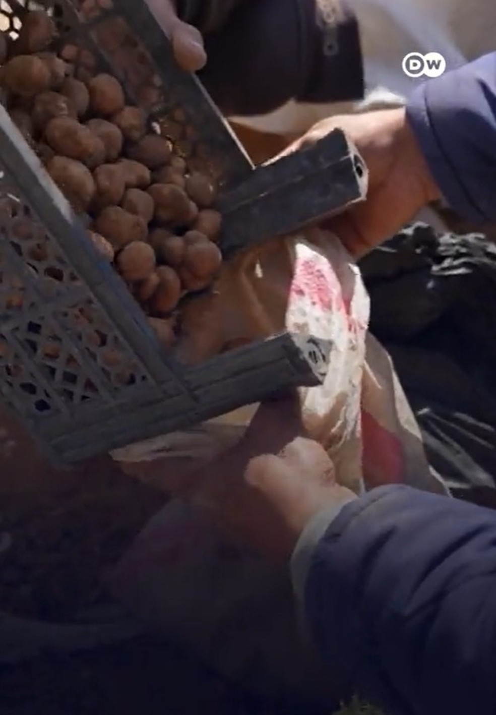 Caçadores na Síria se arriscam apra encontrar trufas em meio a minas terrestres — Foto: Reprodução/DW