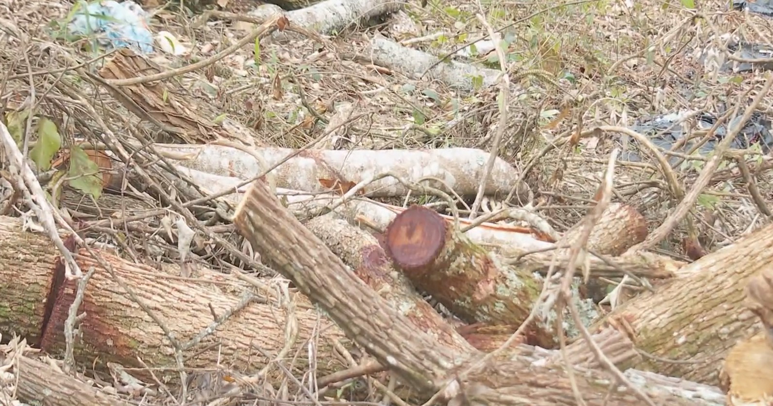 Justiça suspende construção de loteamento em área de Mata Atlântica em Carapicuíba
