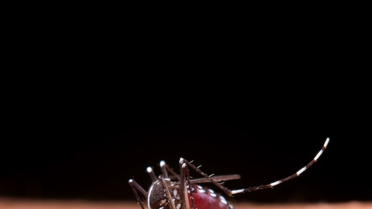 MS confirma mais 4 mortes por dengue; menina de 8 anos está entre novas vítimas