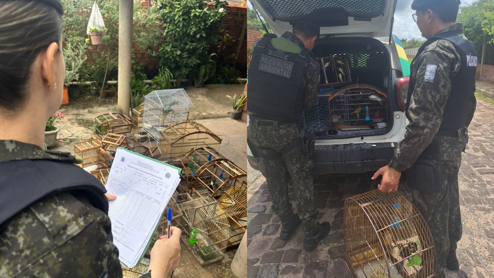 Papagaio, galos-de-campina e outras espécies estão entre aves resgatadas em casa na zona rural de Teresina