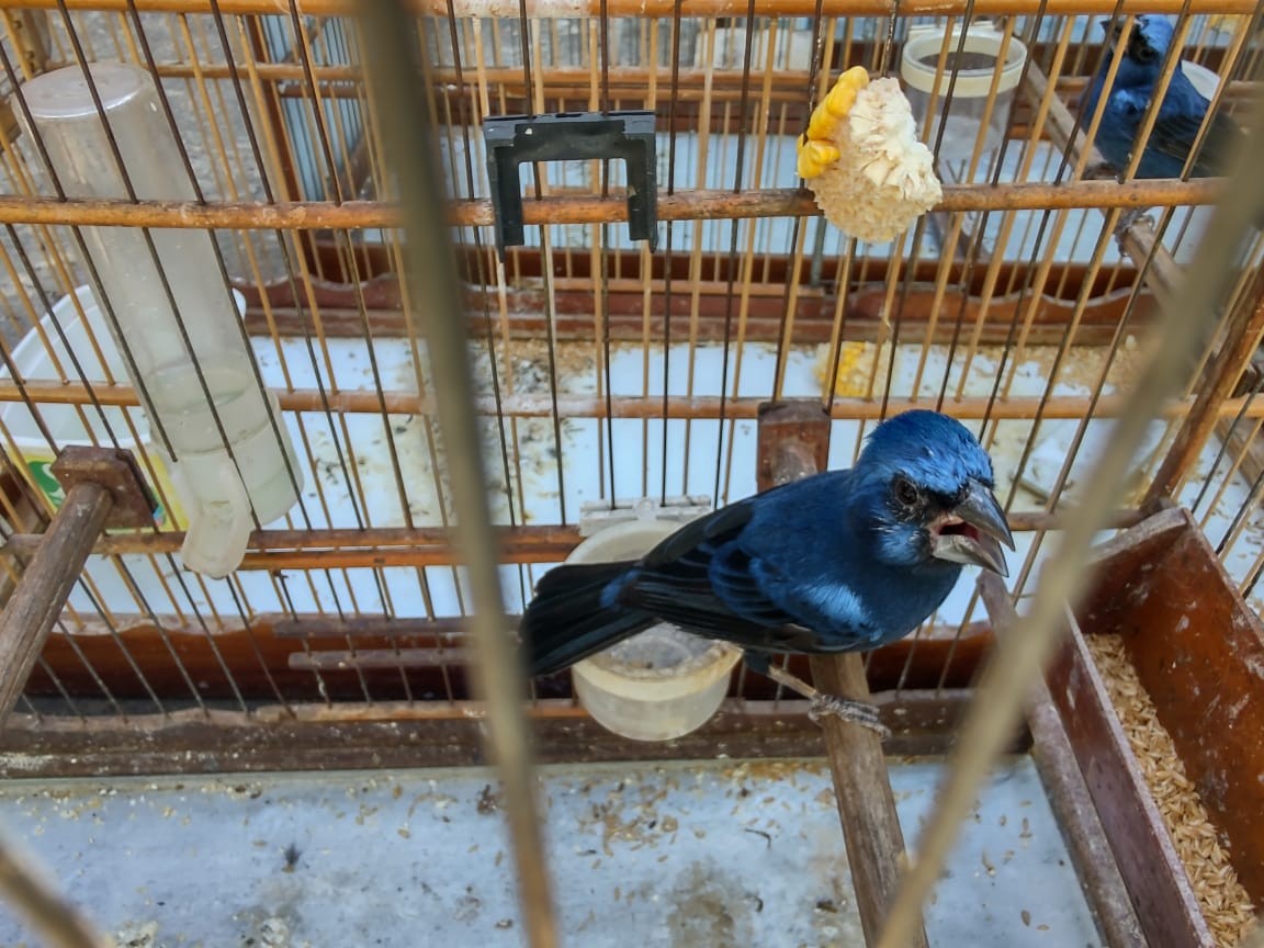 Azulões, canários e cardeal-do-nordeste: 10 pássaros silvestres são resgatados em Uberlândia