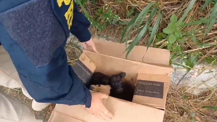 Filhotes de cães são resgatados por policiais após serem abandonados em caixa às margens de rodovia no CE; vídeo