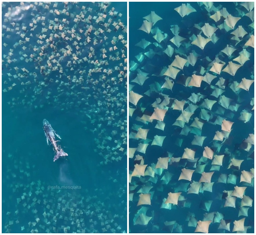 Fotógrafo paulistano registra imagem rara de cardume de arraias dançando com baleia jubarte no litoral de SP