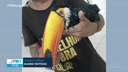 Homem leva tucano ferido a unidade de saúde em Guaraí; veja
