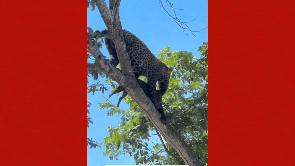 VÍDEO: onça-pintada mata e carrega filhote de jaguatirica pela boca no Pantanal de MT