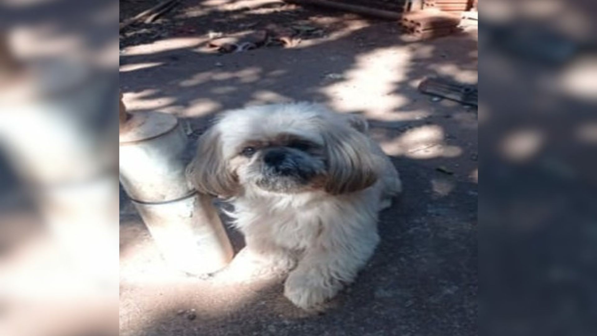 Mulher é condenada por exigir R$ 400 de tutora de Shih Tzu para devolver cão que havia desaparecido 