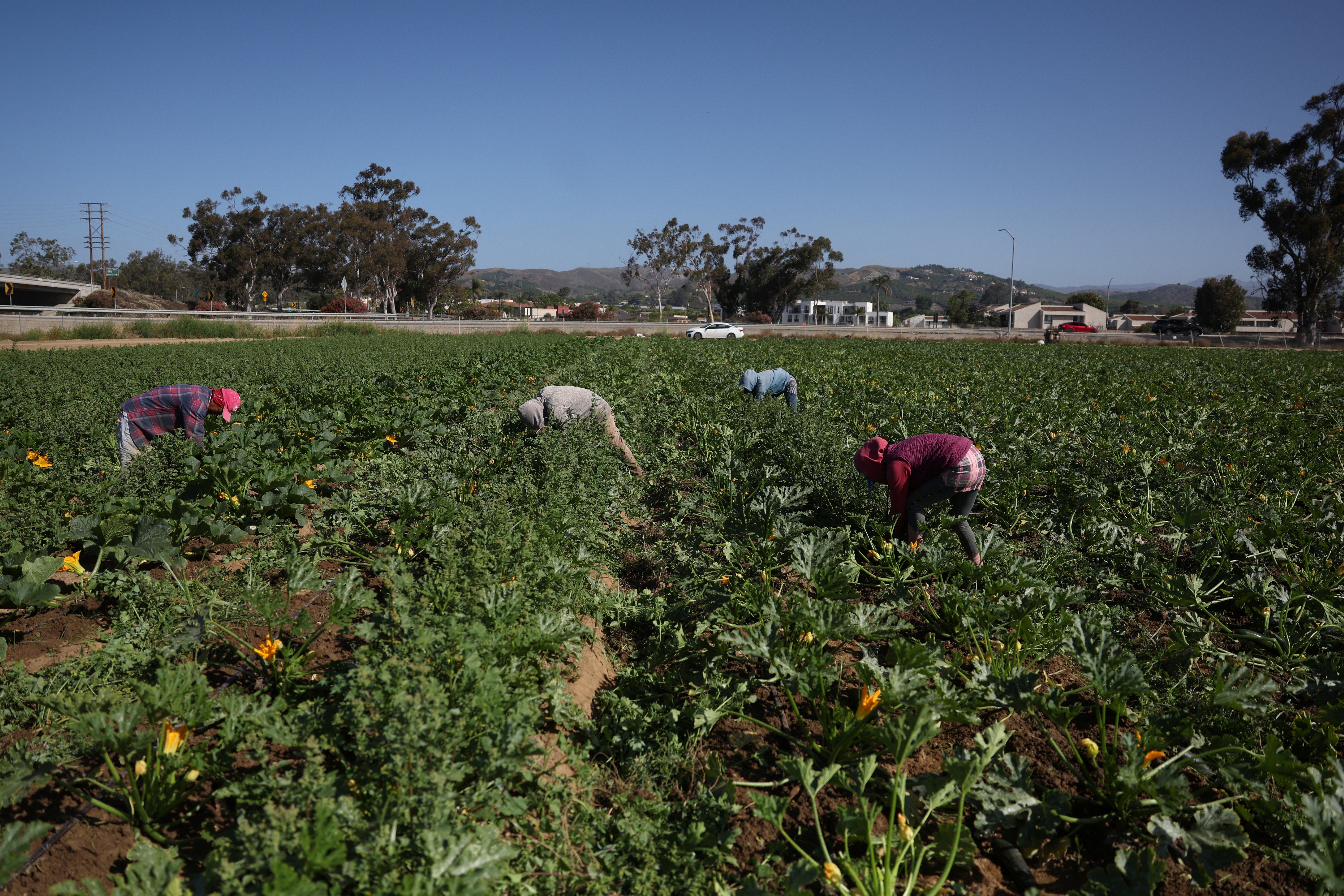 Batidas contra imigrantes esvaziam fazendas nos EUA; colheitas estão apodrecendo, dizem produtores