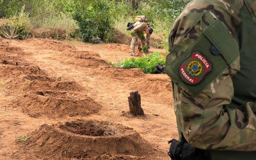 Plantação com cerca de 320 pés de maconha é destruída pela polícia no norte da Bahia — Foto: Divulgação/SSP-BA