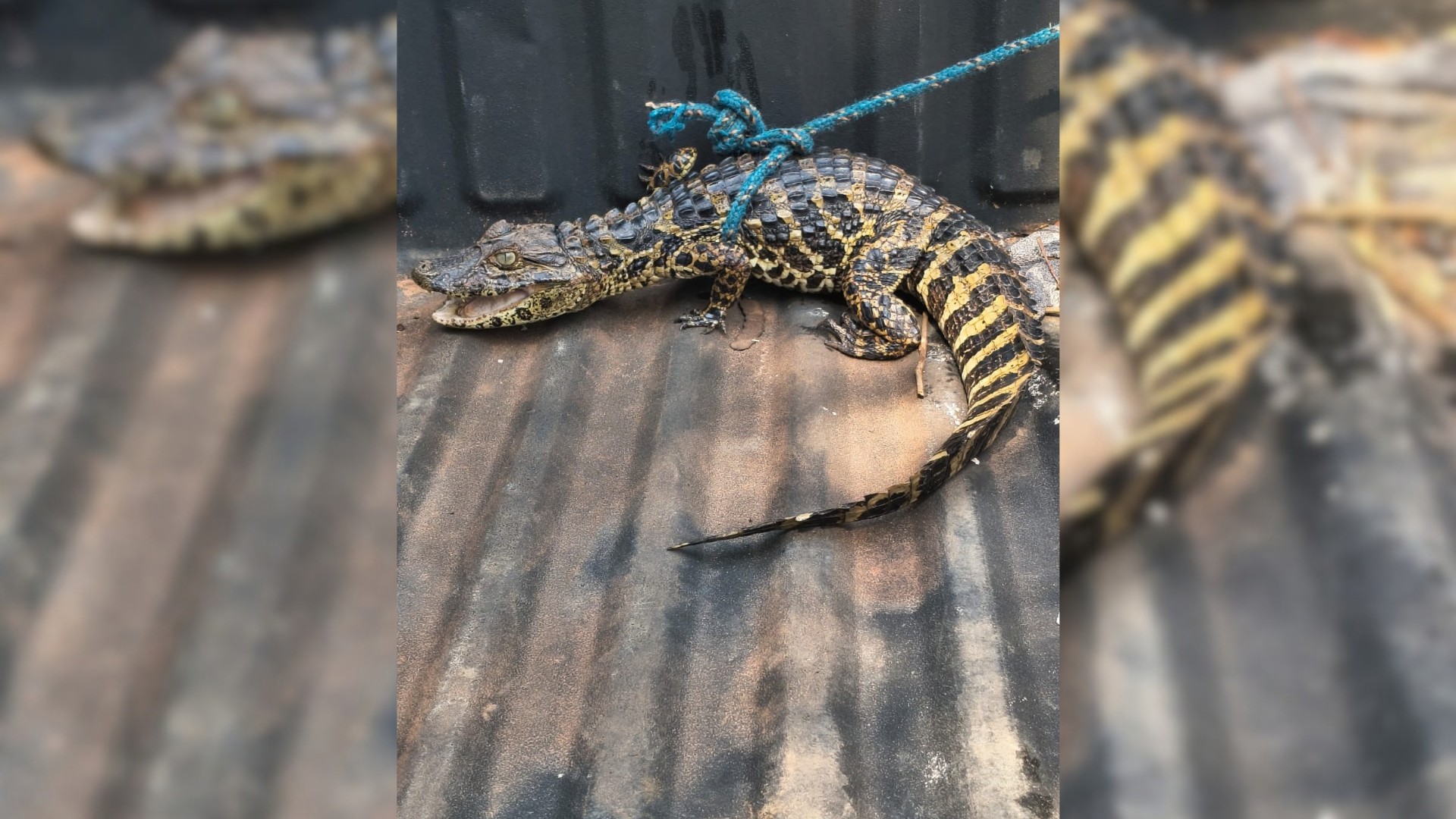 Filhote de jacaré é resgatado em condomínio de chácaras em Bastos