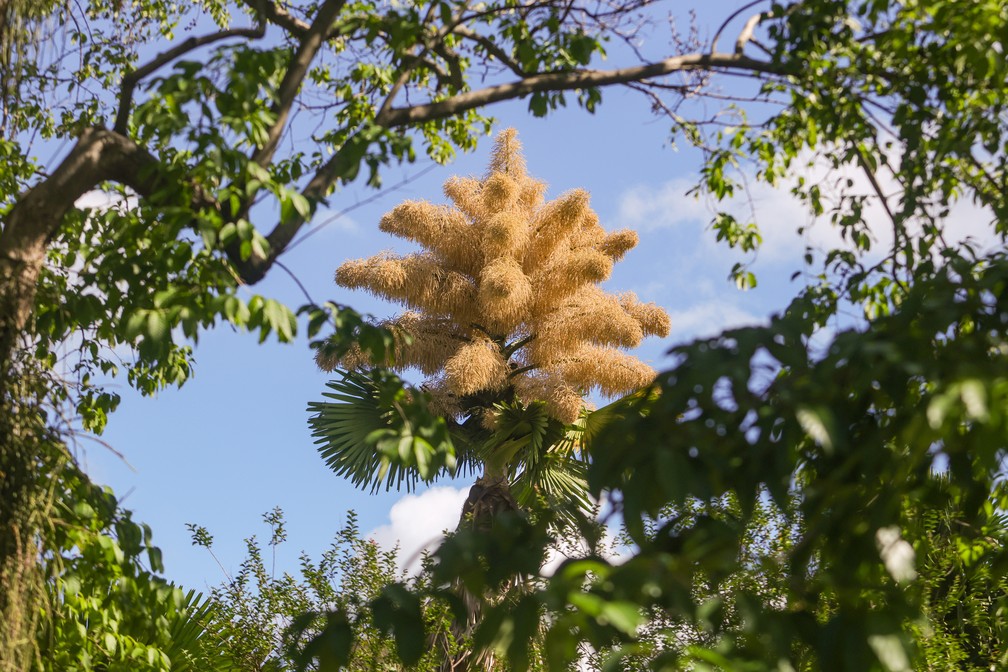 Floração da Talipot acontece uma única vez na vida das palmeiras. — Foto: Pedro Kirilos/Estadão Conteúdo