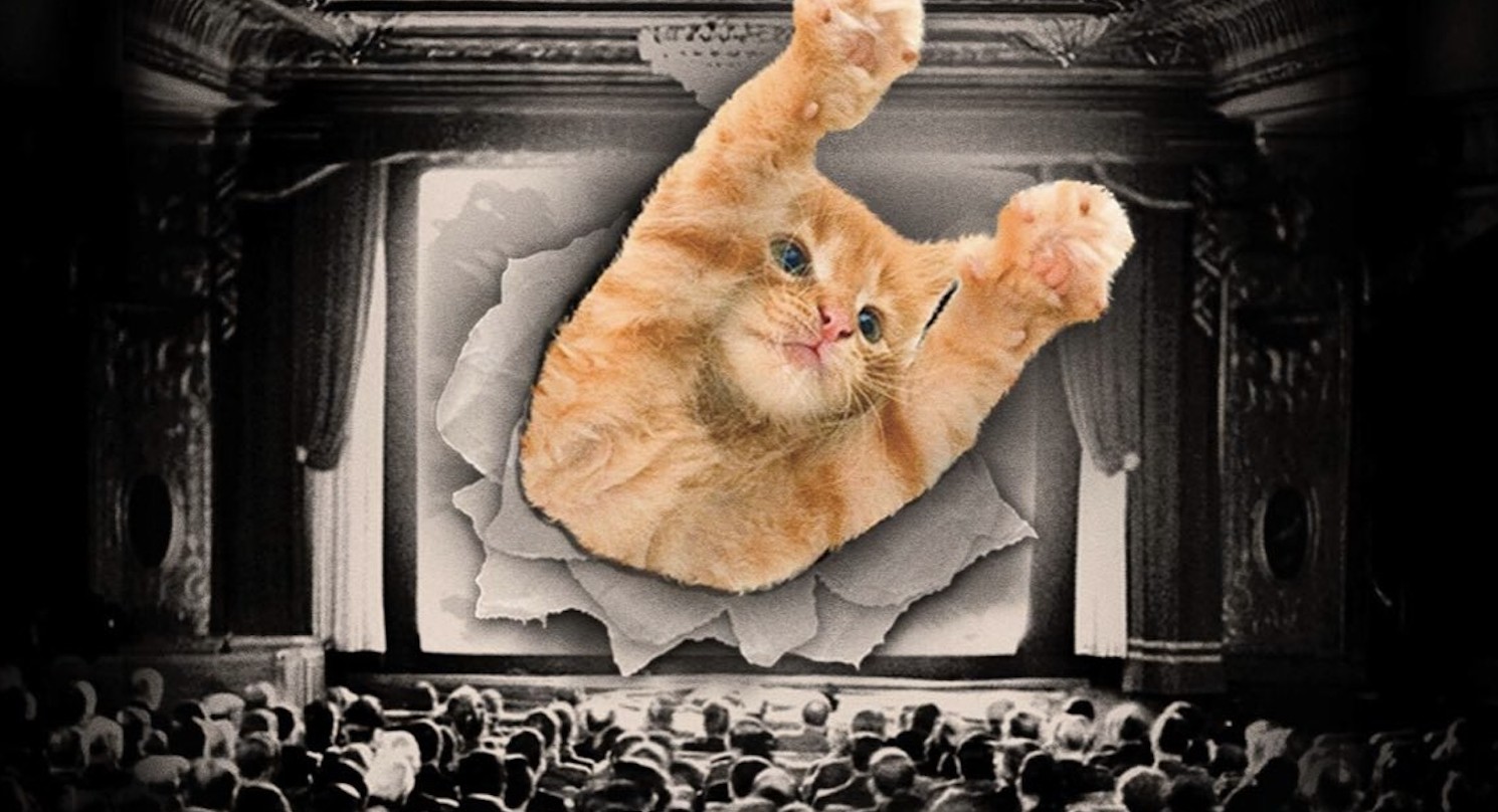 GatoFest estreia em SP com festival que reúne vídeos fofos de gatinhos, cinema ao ar livre, palestras e DJs; veja programação