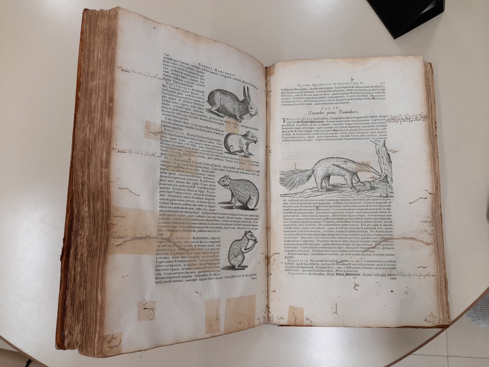 Escrito em 1648, livro de história natural reúne gravuras só encontradas em biblioteca na Alemanha — Foto: Marcelo Gaudio/g1
