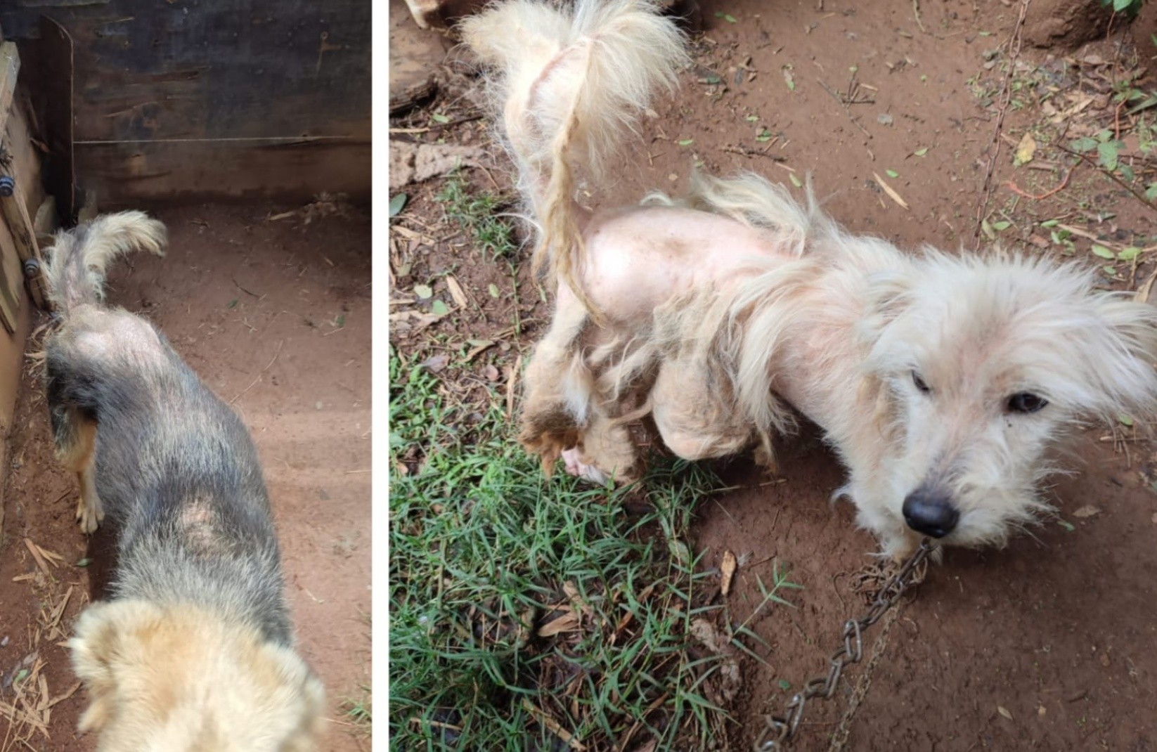 Homem é preso por maus-tratos a cães e posse irregular de armas em Congonhal, MG