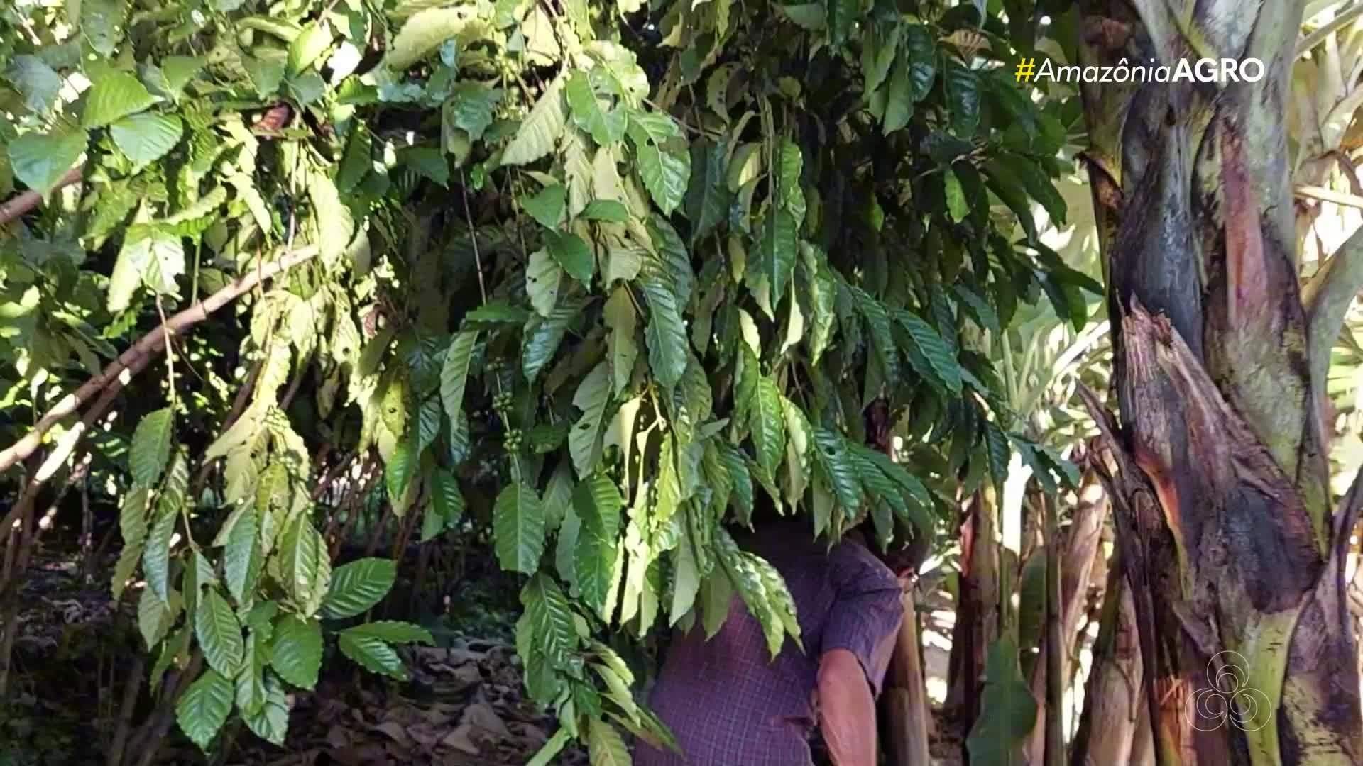Assista ao Amazônia Agro - RO deste domingo, 11