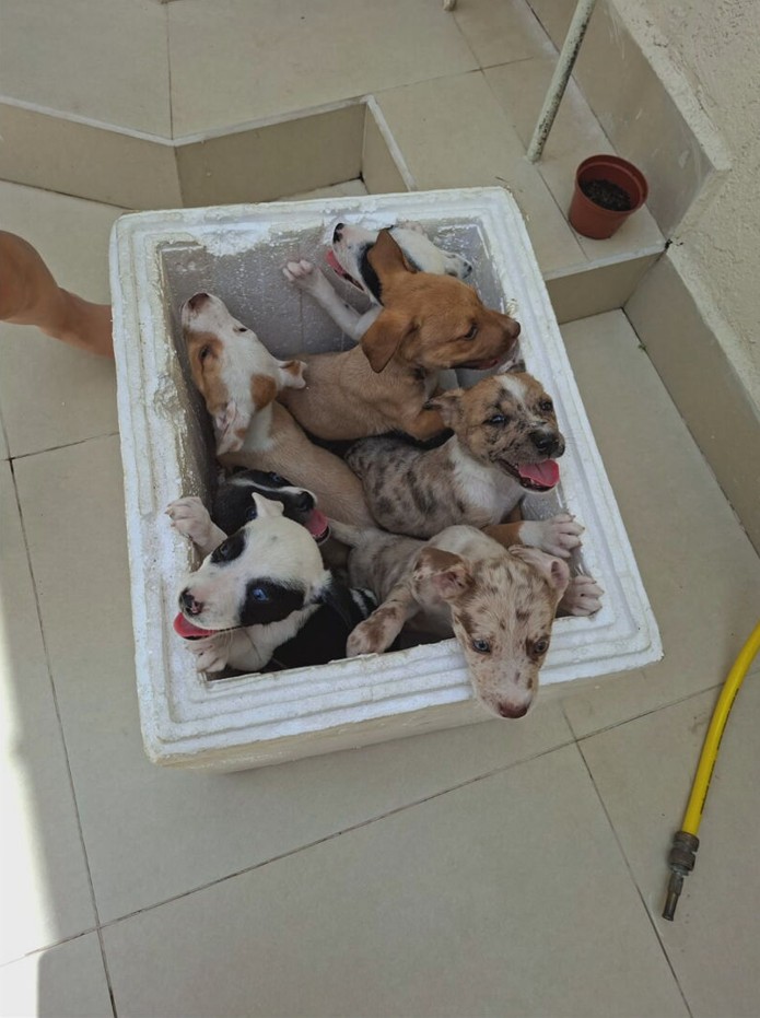 Mulher é flagrada abandonado filhotes de cachorro na rua; VÍDEO