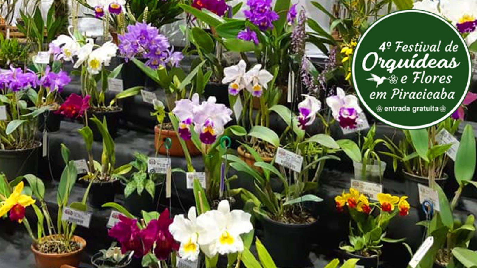 Julho começa florido em Piracicaba com o 4º. Festival de Orquídeas no Engenho Central
