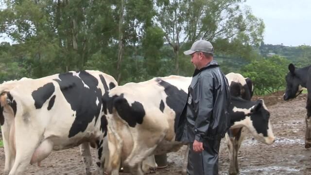 Paraná confirma mais um caso de raiva bovina