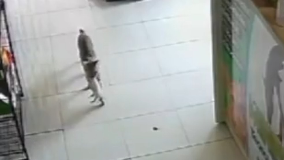 Gata de rua leva filhote ferido até clínica veterinária em busca de ajuda — Foto: Reprodução