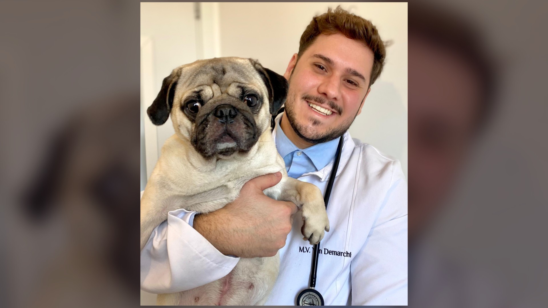 Especialista alerta sobre riscos da obesidade em pets e dá dicas de como manter um peso saudável