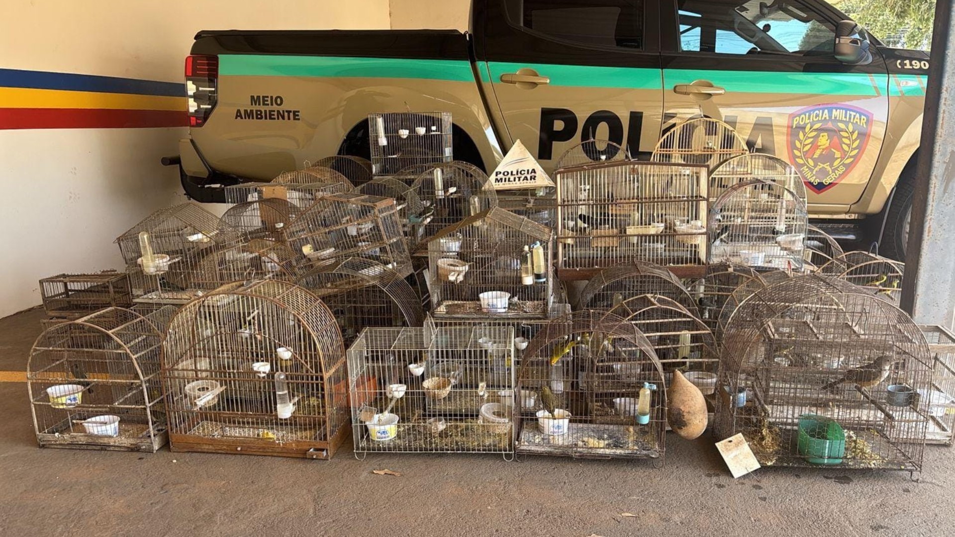 Curió, tico-tico e papa-capim: Idoso flagrado com 83 aves silvestres é multado em quase R$ 370 mil em Coromandel