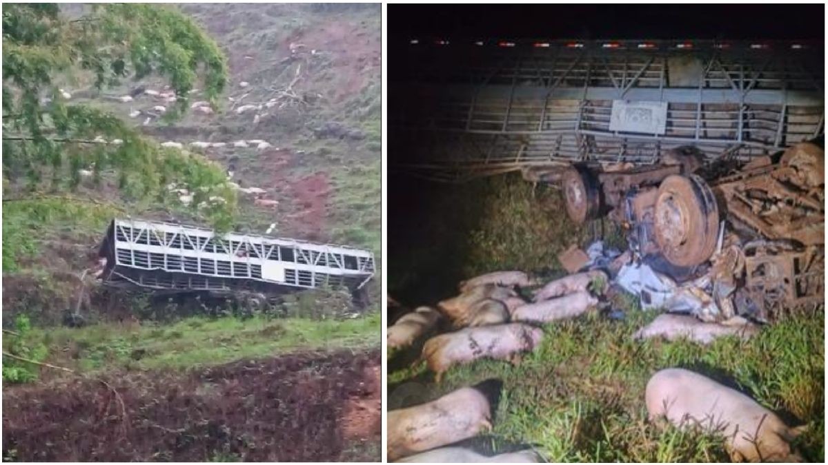 Caminhão com 140 porcos cai em ribanceira e motorista morre na MG-111