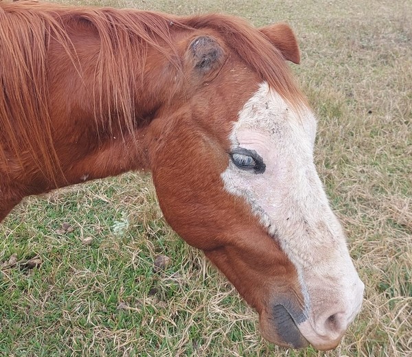 Após denúncia de maus-tratos, cavalo é encontrado com patas quebradas e  morre em MG, Grande Minas