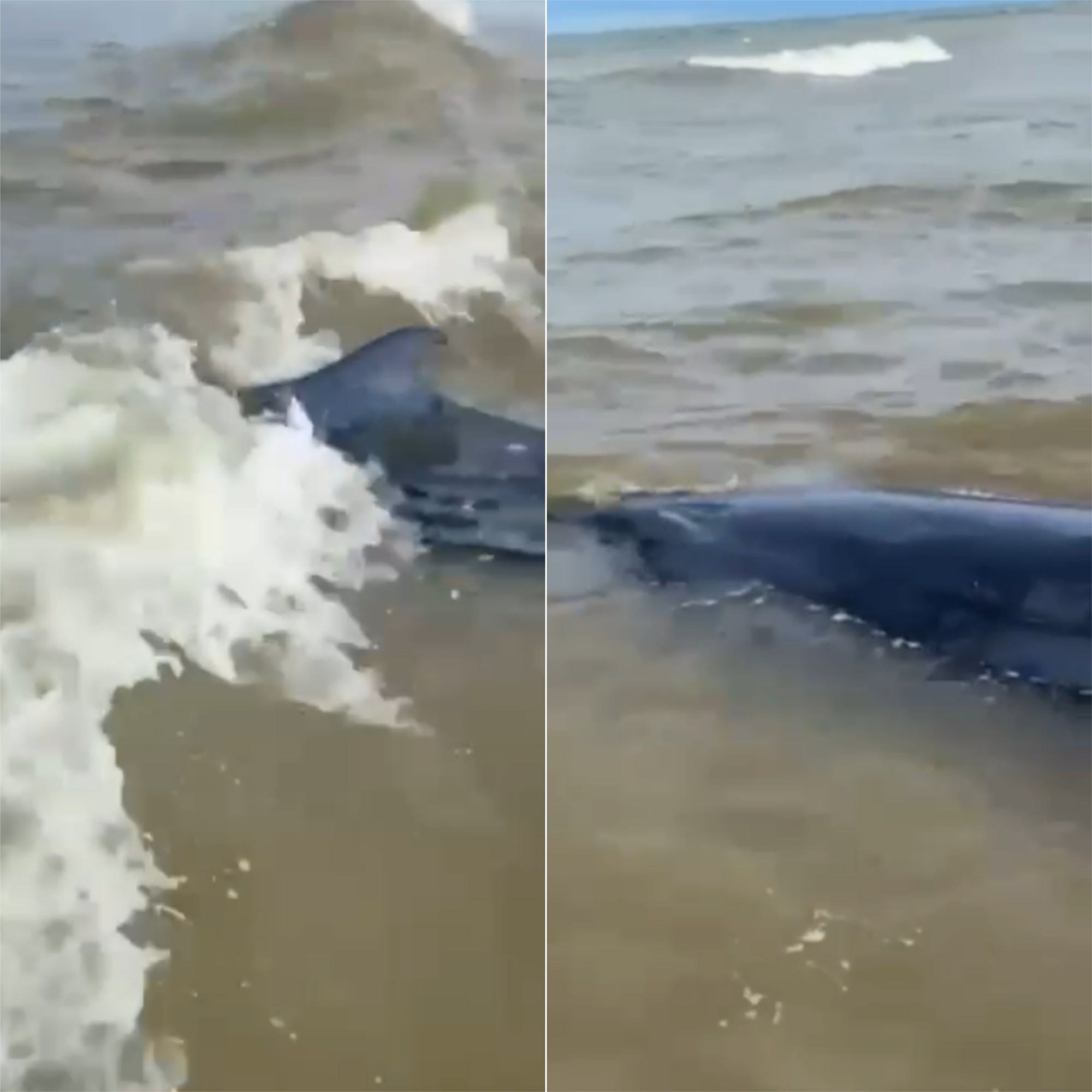 VÍDEO: Baleia encalha em praia na Grande Natal