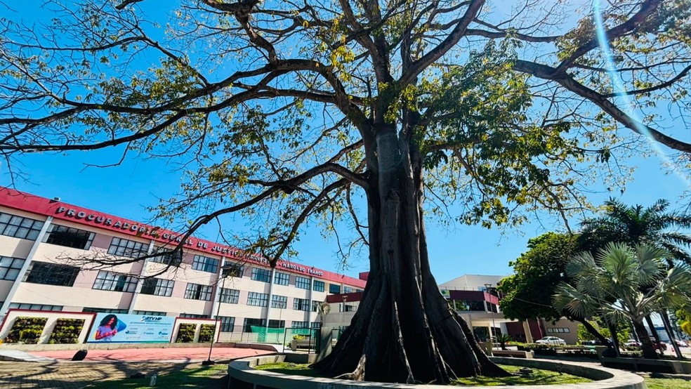Samaúma de mais de 80 anos, símbolo do MP-AP — Foto: Mariana Ferreira/g1