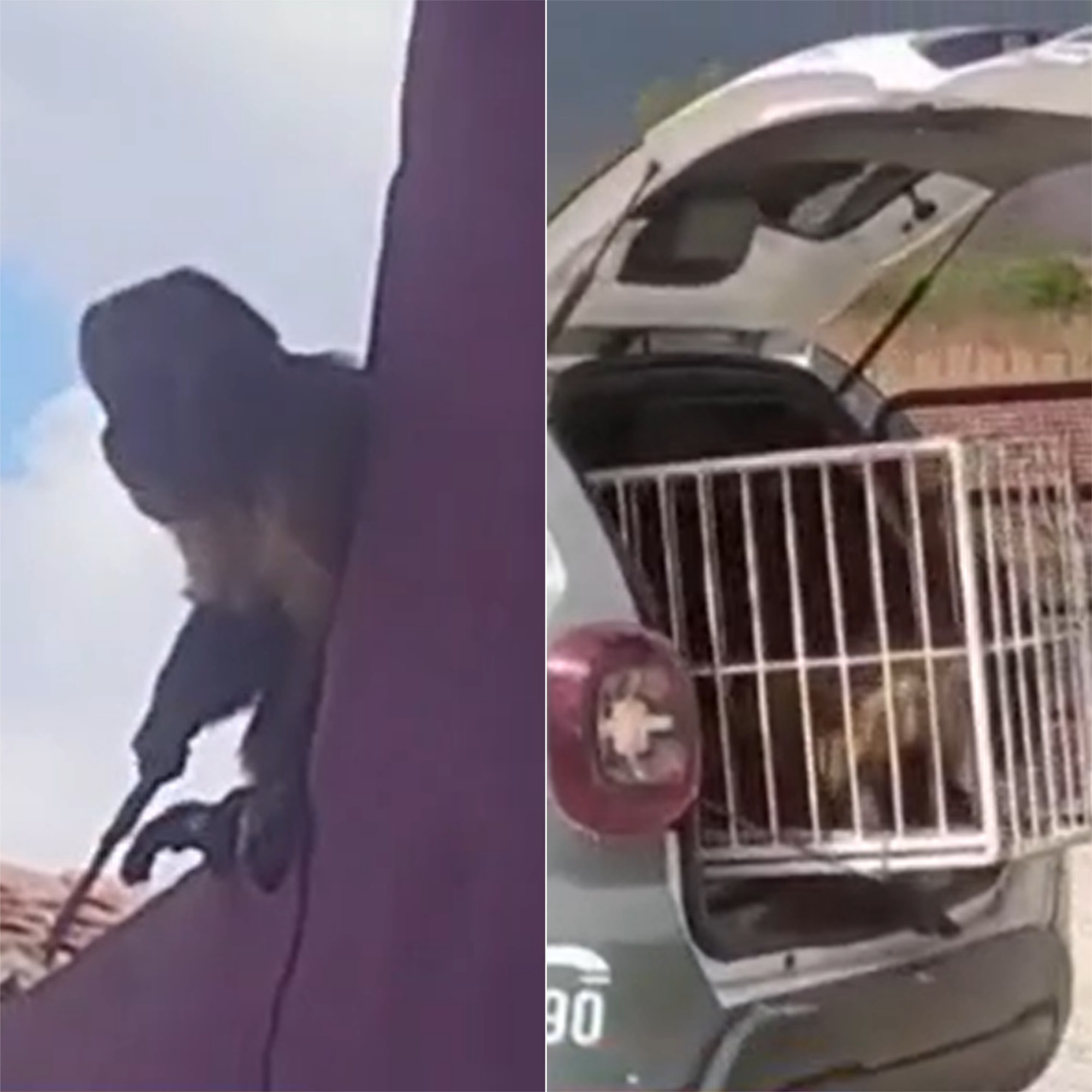 VÍDEO: Macaco-prego que furtou cafeteira é flagrado com faca e acaba capturado no RN