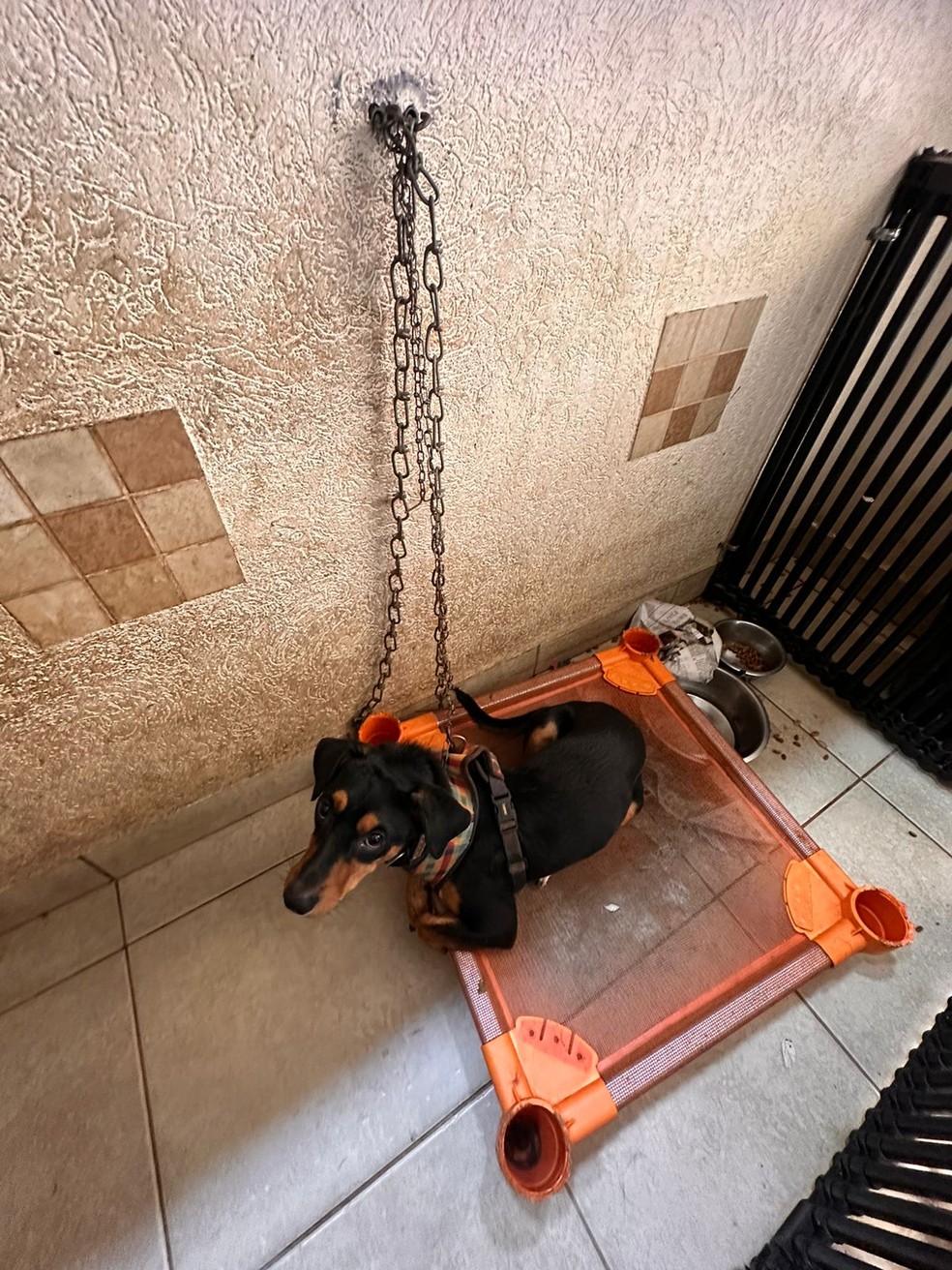 Registro mostra um cachorro preso com uma corrente na parede — Foto: Decat/Divulgação