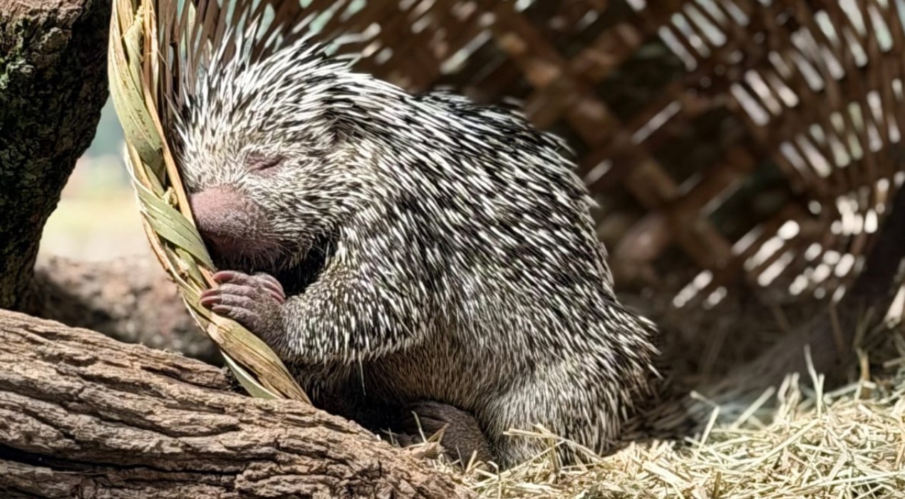 Zooparque Itatiba recebe casal de cuandus e apresenta espécie inédita a visitantes