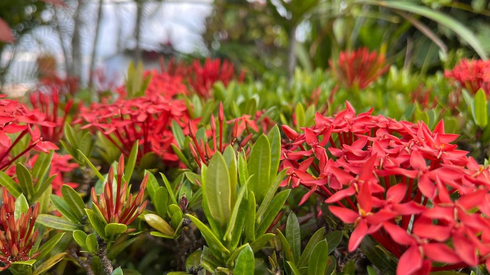 Primavera terá temperaturas acima da média e possibilidade de ventanias em Sergipe 