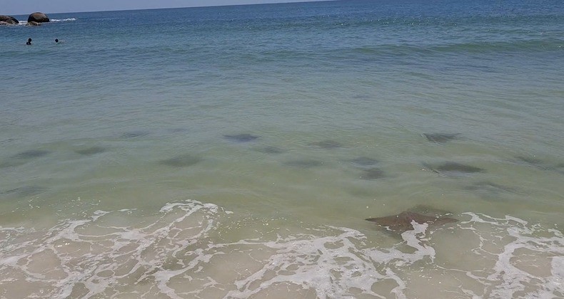 Cardume de raias se aproxima de faixa de areia e surpreende banhistas em praia de SC; VÍDEO