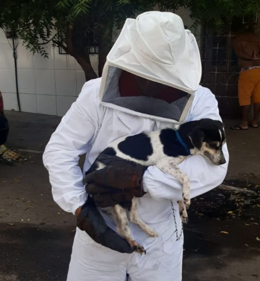 CETV 1ª Edição - Fortaleza, Ataque de abelhas mata cavalo e galinhas em  Juazeiro do Norte