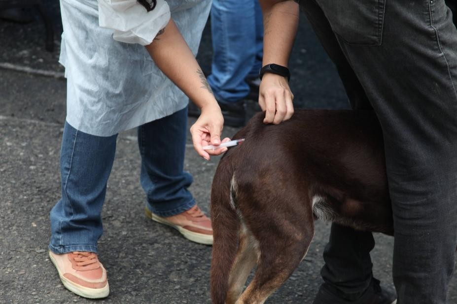 Prefeitura de Santos, SP, define posto fixo de vacinação antirrábica para cães e gatos